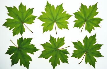 Maple leaf set isolated on white background. Green leaves cutout group. Autumn forest plant part, botanical design element for seasonal fall decor or healthy eating.