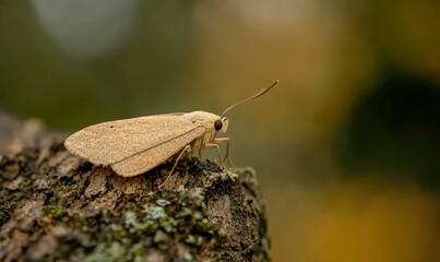 Obraz premium Light Brown Speckled Moth on Tree Bark Close Up
