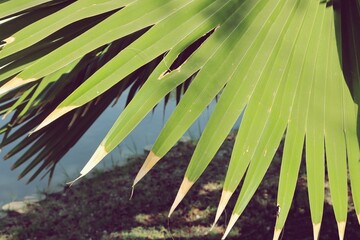 Pointy green leaves texture background