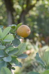 ripe small little oranges on tree in garden, close-up of a beautiful orange tree with green oranges, fruit hanging on a plant in garden, Close-up of small little ripe oranges hanging on a tree closeup