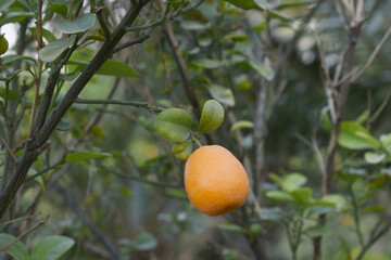 ripe small little oranges on tree in garden, close-up of a beautiful orange tree with green oranges, fruit hanging on a plant in garden, Close-up of small little ripe oranges hanging on a tree closeup