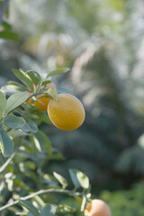 ripe small little oranges on tree in garden, close-up of a beautiful orange tree with green oranges, fruit hanging on a plant in garden, Close-up of small little ripe oranges hanging on a tree closeup