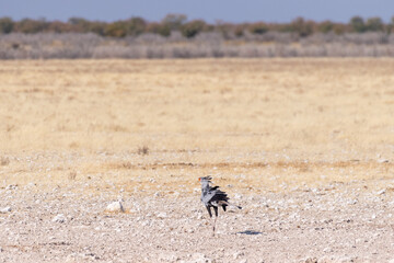 Close-up of a secretarybird -Sagittarius serpentarius- Walking on the plains of Etosha National Park, Namibia