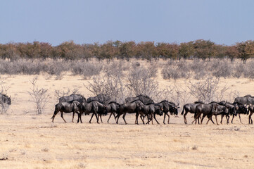 Telephoto shot of a herd of blue wildebeest - Connochaetes taurinus- trekking across the plains of Etosha national Park, Namibia.