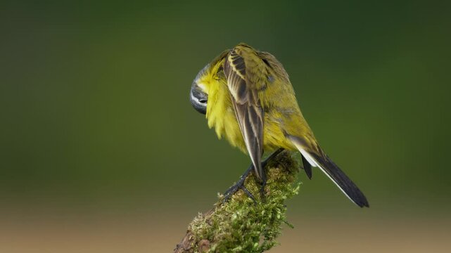 Western yellow wagtail (Motacilla flava) perching, preening