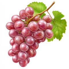 Fresh Red Grapes on a Vine with Green Leaves Isolated Background