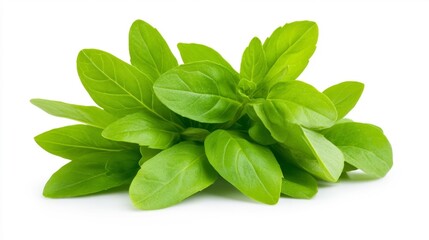 Fresh Basil Leaves Isolated on White Background. Generative AI