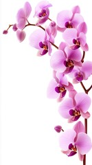 Fototapeta premium A single orchid placed on a clean white background with space for text