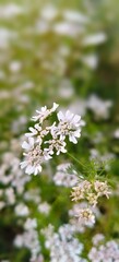 Fototapeta premium wild flowers in the forest