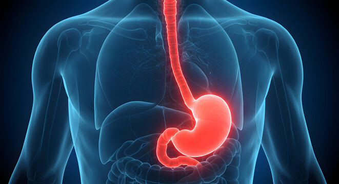 Human Stomach Anatomy Illustration Showing Esophagus and Intestines in Detail
