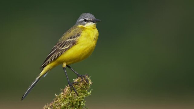 Western yellow wagtail (Motacilla flava) perching, calling