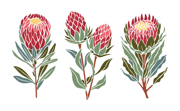 Set of botanical illustrations of protea flowers, hand drawn floral design elements. Decorative colorful vector icons, logo, symbols isolated