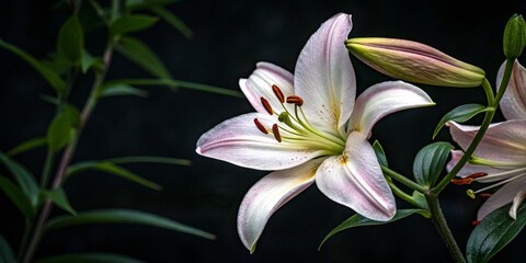 Naklejka premium Close-up of a pink lily showcasing its intricate details.