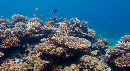 Fototapeta premium coral reef underwater background generative ai art