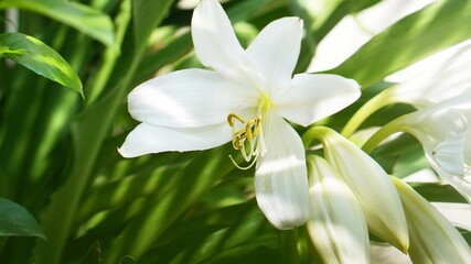 Fototapeta premium white flower, Crinum asiaticum isolated nature background