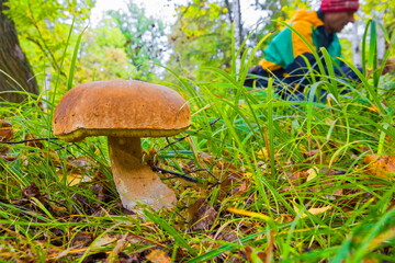 large white mushroom Boletus in autumn forest