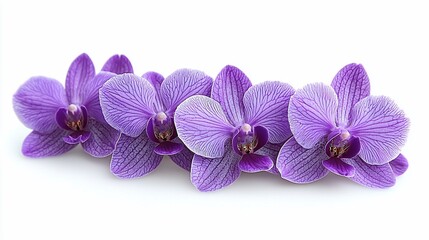 Obraz premium Vibrant purple orchids arranged elegantly against a clean white background, showcasing their beauty