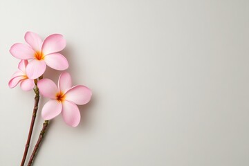 A close-up of two pink frangipani flowers lying diagonally across a light gray background. 