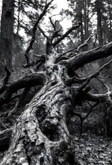 Obraz premium Fallen Tree Trunk in Forest Black and White Moody Landscape