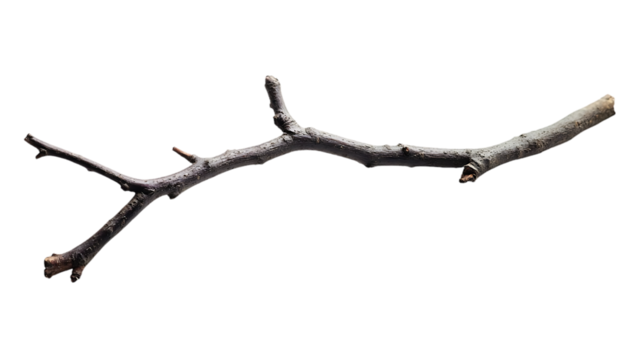 Isolated nature branch, still life, outdoors, possible use for botanical illustration