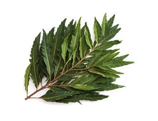 Fototapeta premium Ayurvedic herb Azadirachta indica or neem leaves on a white background