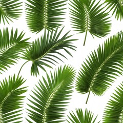Obraz premium Tropical Palm Fronds on White Background
