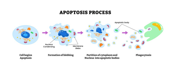 Apoptosis process diagram infographic, labeled scheme with cell, blebbing formation, partition cytoplasm with nucleus, phagocytosis, apoptotic body, programmed cell death. Biology Education.