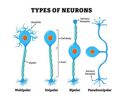Different types of neurons, nerve cells, nervous system, labeled with multipolar, unipolar, bipolar, pseudounipolar, dendrite, myelin, axon, cell body, sensory receptor. Transmit information cell body