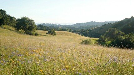 Wildflower Meadow Landscape