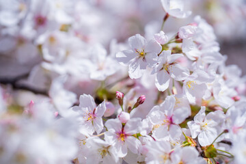 Fototapeta premium Spring background. Blossom tree branch with white flowers. Spring flowers. White flowers the fruit tree. The sakura. Cherry blossom trees in bloom. Blooming apple tree in the spring garden.