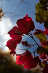 Hermosa flor con fondo del cielo azul | Beautiful flower with blue sky background