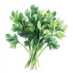 Fresh parsley illustration painted in realistic boho style looks healthy