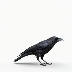 Obraz premium Black Raven on White Background