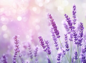 Naklejka premium Beautiful lavender flower field background, purple color, summer nature landscape with soft focus and bokeh light in sunny day. Natural beauty of floral meadow in pastel colors. Soft blurred lavender 