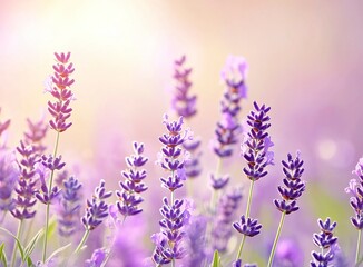 Obraz premium Beautiful lavender flower field background, purple color, summer nature landscape with soft focus and bokeh light in sunny day. Natural beauty of floral meadow in pastel colors. Soft blurred lavender 