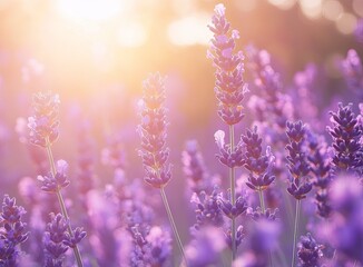 Obraz premium Beautiful lavender flower field background, soft focus, dreamy light, purple color, blurred background, natural beauty, summer nature, summer landscape, summer scene, sunny day, lavender meadow,