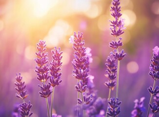 Obraz premium Beautiful lavender flower field background, soft focus, dreamy light, purple color, blurred background, natural beauty, summer nature, summer landscape, summer scene, sunny day, lavender meadow,