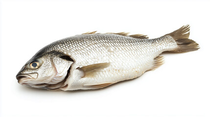Fototapeta premium Fish isolated on white background