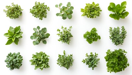 Obraz premium Green herbs, flatlay, white, studio