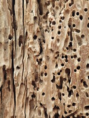 tree bark texture