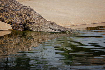 Crocodile Closeup