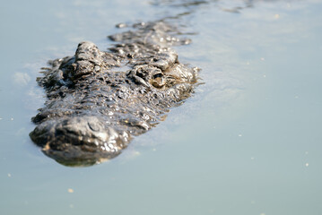 Crocodile Closeup