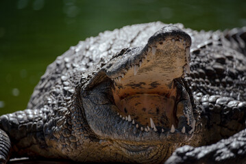 Crocodile Closeup