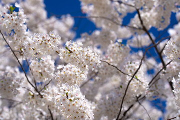 Spring background. White cherry blossoms against a blue sky. Easter background. White blossom tree. Spring blooming sakura cherry flowers branch.