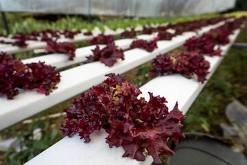 Fresh Red Oak Leaf Lettuce – Organic Hydroponic Farm. Panorama of red oak lettuce salad in an organic farm. Hydroponic vegetable plantation producing fresh red salad greens.