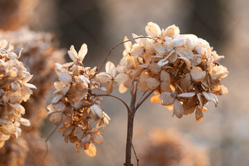 Suszone kwiaty hortensji w ogrodzie, jesienne tło. 