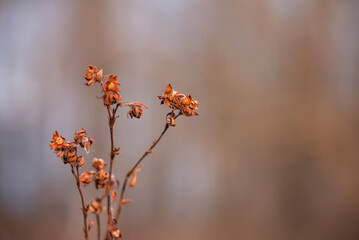 Suche kwiaty w ogrodzie, jesienne tło.