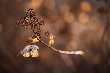 Suszone kwiaty hortensji w ogrodzie, jesienne tło.  © Elżbieta Kaps