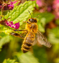 Close-up bee