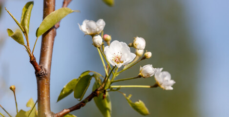 A tree with white flowers on it